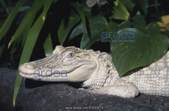: Leucistic Alligator : Leucistic Alligator