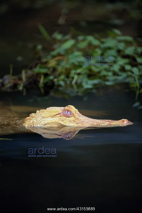 : Leucistic Alligator : Leucistic Alligator