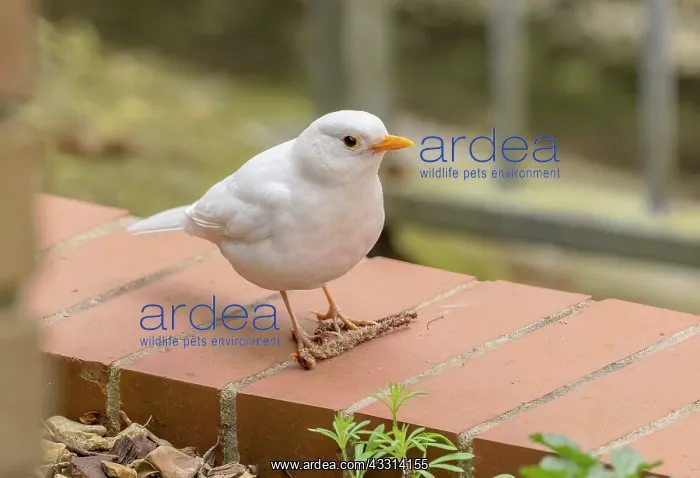 : Leucistic Male Blackbird, Turdus merula, with wh : Leucistic Male Blackbird, Turdus merula, with wh