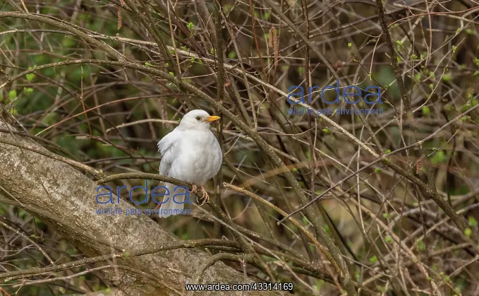 : Leucistic Male Blackbird, Turdus merula, with wh : Leucistic Male Blackbird, Turdus merula, with wh