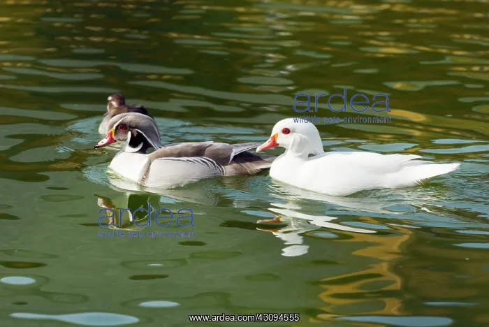 : Leucistic Plumage : Leucistic Plumage