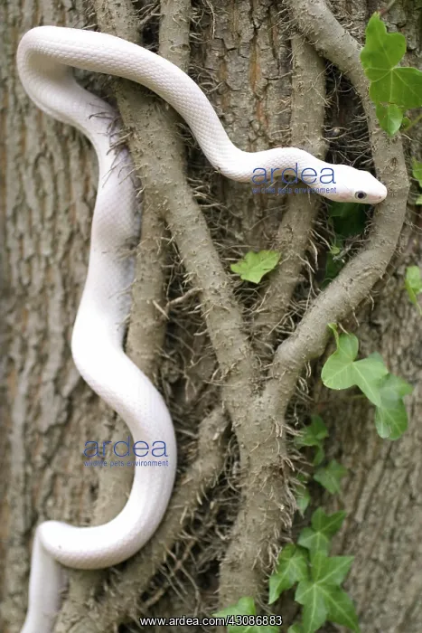 : Leucistic Texas Rat Snake : Leucistic Texas Rat Snake