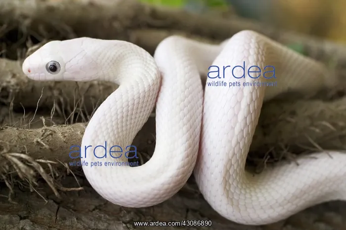 : Leucistic Texas Rat Snake : Leucistic Texas Rat Snake