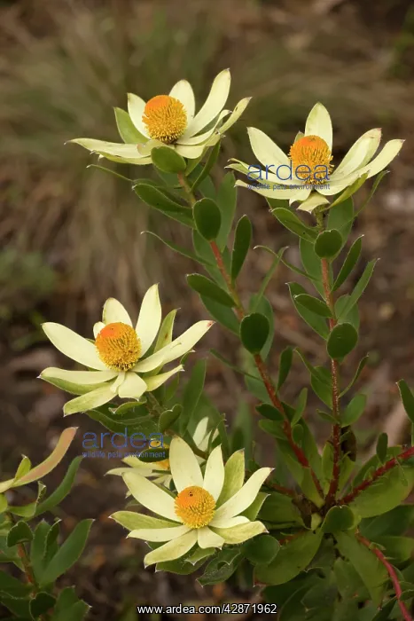  : Leucospermum sp