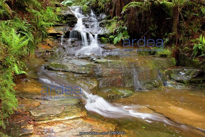 : Leura cascades : Leura cascades