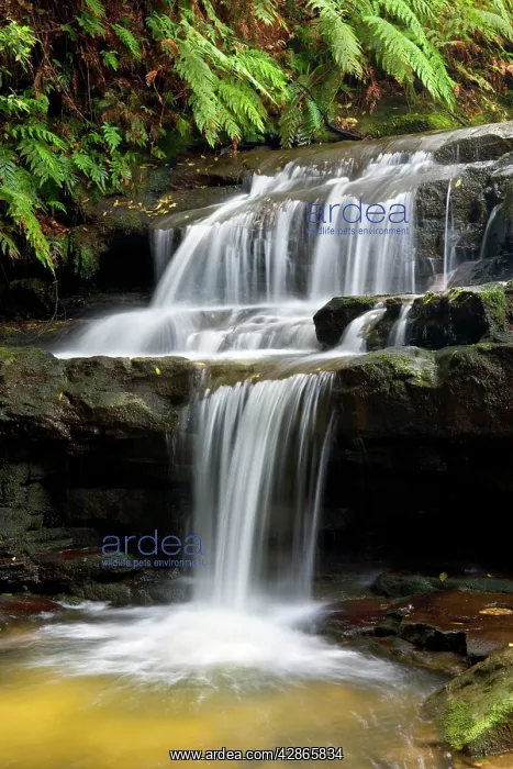 : Leura cascades : Leura cascades
