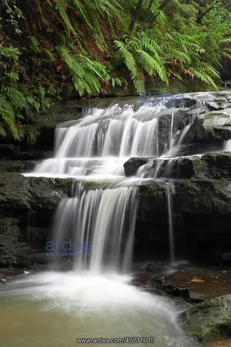 : Leura Cascades, Blue Mountains, New South : Leura Cascades, Blue Mountains, New South