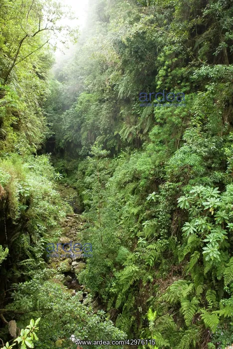 : Levada do Caldeirao Verde : Levada do Caldeirao Verde