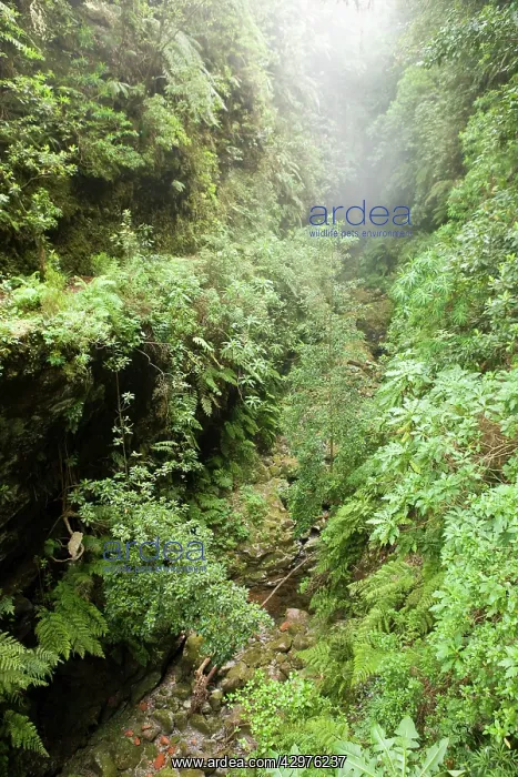 : Levada do Caldeirao Verde : Levada do Caldeirao Verde