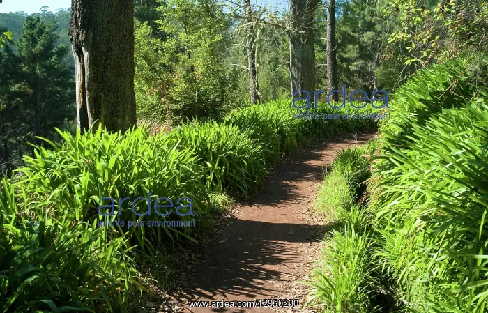 : Levada lined with Agapanthus : Levada lined with Agapanthus