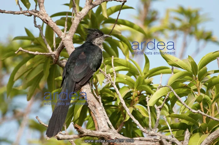 : Levaillant's Cuckoo - perched on branch amongst leaves : Levaillant's Cuckoo - perched on branch amongst leaves