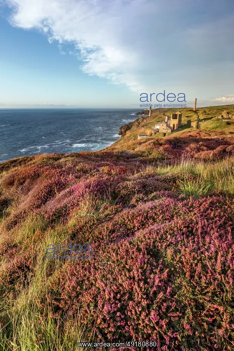 : Levant Mine - Cornwall - UK : Levant Mine - Cornwall - UK