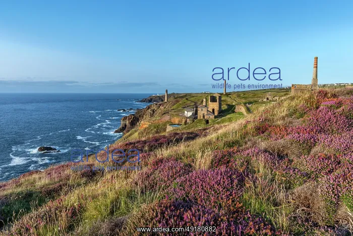 : Levant Mine - Cornwall - UK : Levant Mine - Cornwall - UK