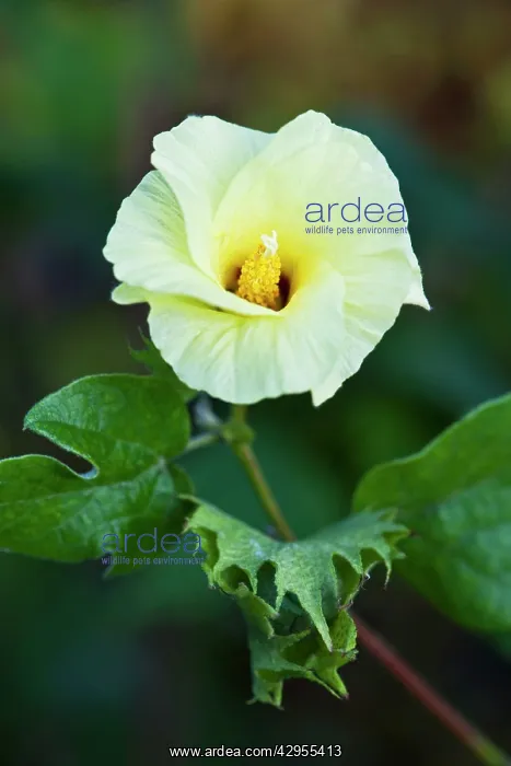 : Levant Cotton - Botanical Gardens : Levant Cotton - Botanical Gardens