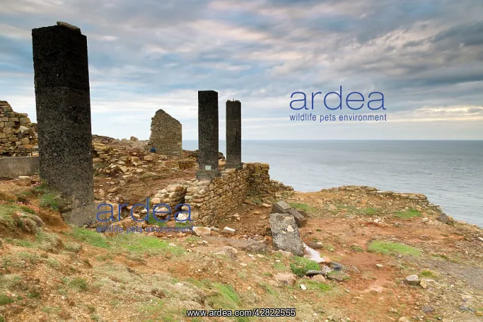 : Levant and Geevor - former Tin Mines : Levant and Geevor - former Tin Mines