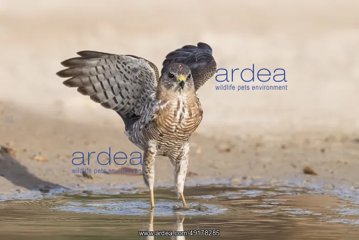 : Levant Sparrowhawk (Accipiter brevipes) at a waterhole : Levant Sparrowhawk (Accipiter brevipes) at a waterhole