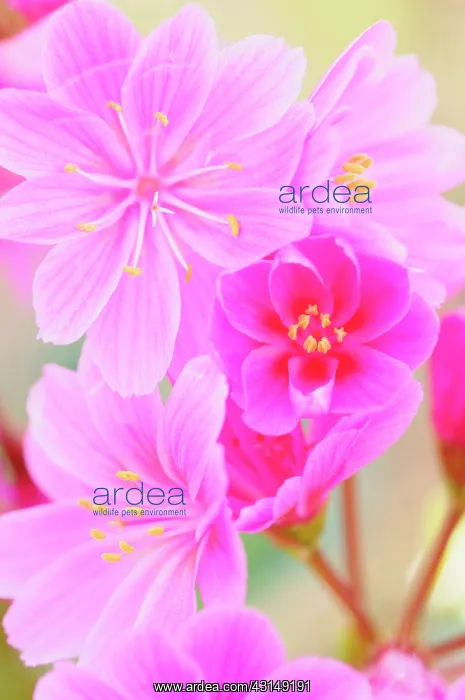 : Lewesia, Lewisia cotyledon Regenbogen, Close up of pink co : Lewesia, Lewisia cotyledon Regenbogen, Close up of pink co