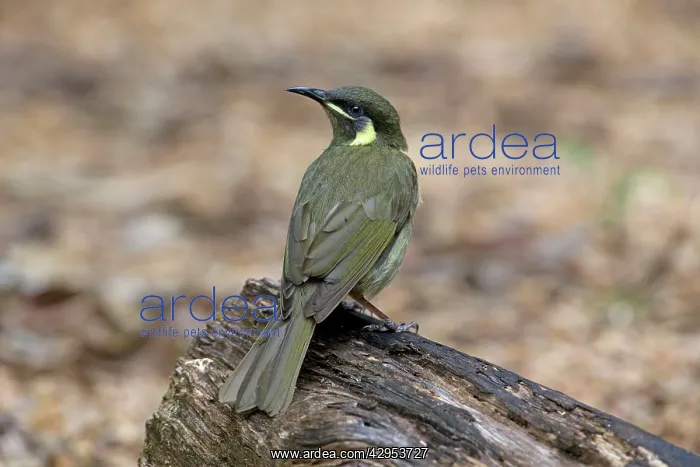 : Lewin's Honeyeater : Lewin's Honeyeater