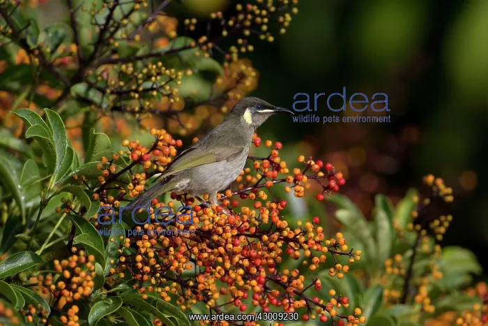 : Lewin's Honeyeater : Lewin's Honeyeater