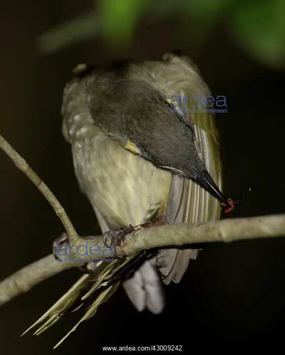 : Lewin's Honeyeater : Lewin's Honeyeater