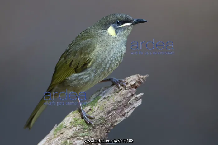 : Lewin's Honeyeater : Lewin's Honeyeater
