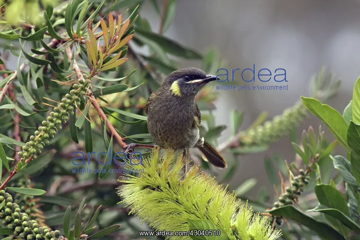  : Lewin's Honeyeater