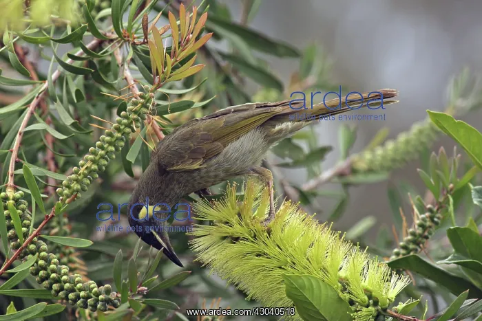  : Lewin's Honeyeater