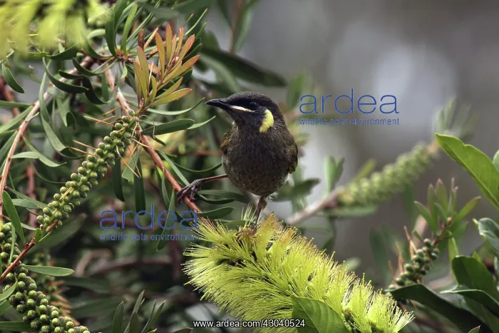  : Lewin's Honeyeater