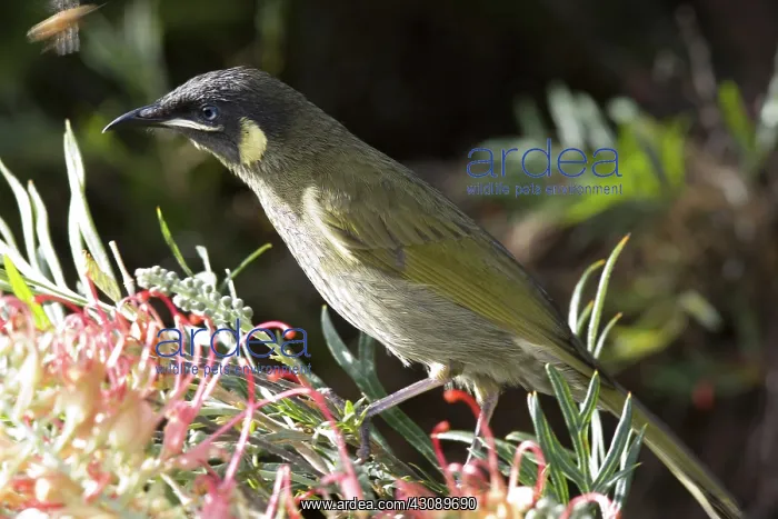 : Lewin's honeyeater : Lewin's honeyeater