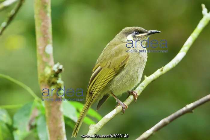 : Lewins Honeyeater : Lewins Honeyeater