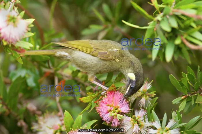 : Lewin's Honeyeater - adult sits on a Bottle Brush : Lewin's Honeyeater - adult sits on a Bottle Brush