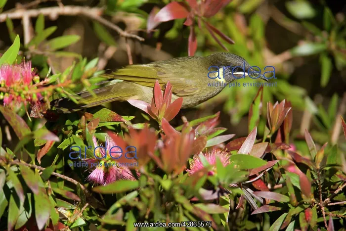 : Lewin's Honeyeater - adult sits on a Bottle Brush : Lewin's Honeyeater - adult sits on a Bottle Brush