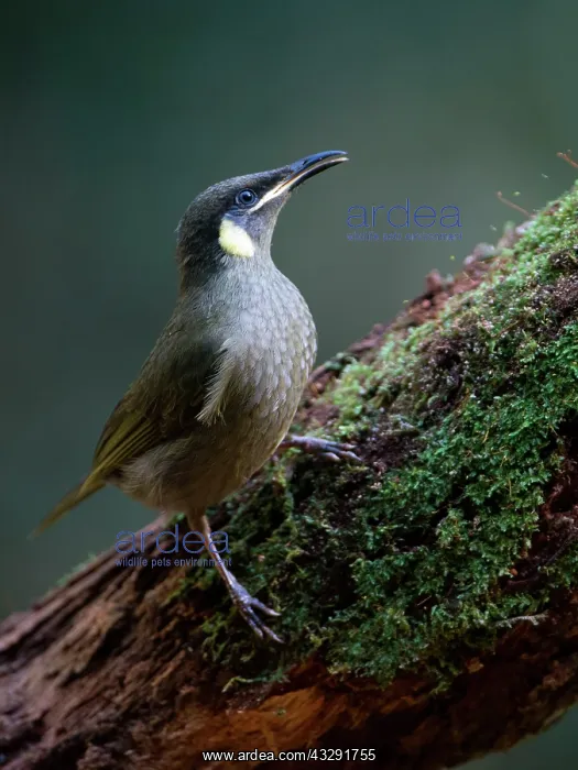 : Lewin's Honeyeater - perched on log in rainforest : Lewin's Honeyeater - perched on log in rainforest
