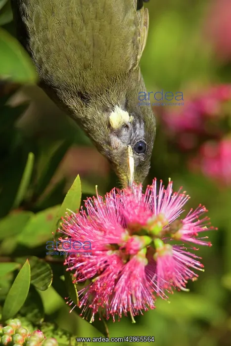 : Lewin's Honeyeater - portrait of an adult hanging : Lewin's Honeyeater - portrait of an adult hanging