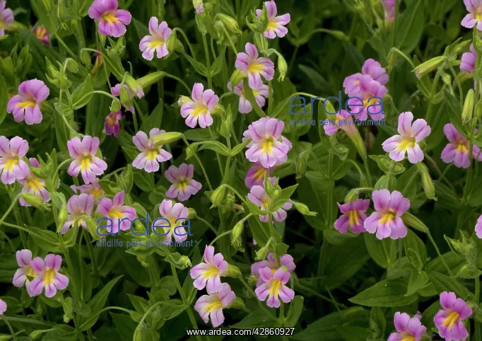 : Lewis Monkey-flower - growing by mountain stream : Lewis Monkey-flower - growing by mountain stream