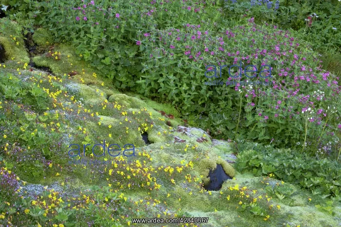: Lewis Monkeyflower and Mountain Monkeyflower (Mimulus : Lewis Monkeyflower and Mountain Monkeyflower (Mimulus