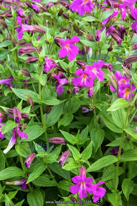  : Lewis Monkeyflowers along Lunch Creek in