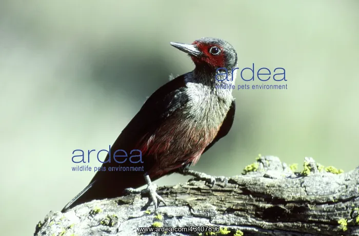 : Lewis Woodpecker : Lewis Woodpecker