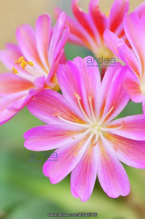 : Lewisia, Lewisia cotyledon Regenbogen : Lewisia, Lewisia cotyledon Regenbogen