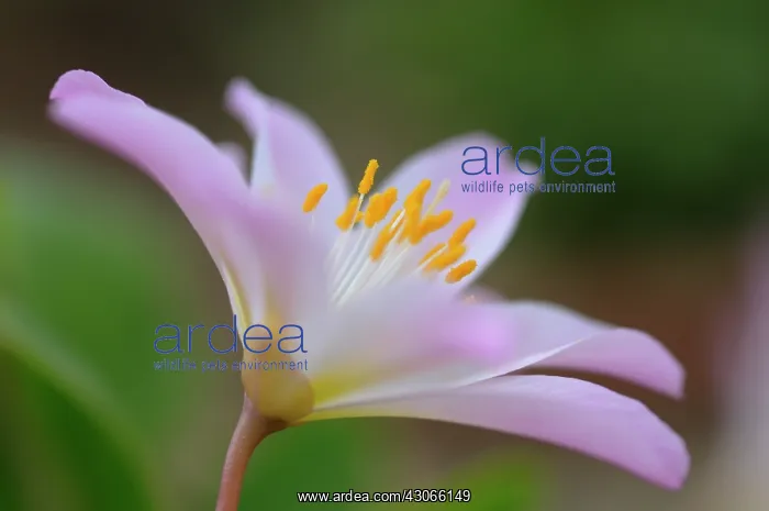 : Lewisia, Lewisia tweedyi Rosea : Lewisia, Lewisia tweedyi Rosea