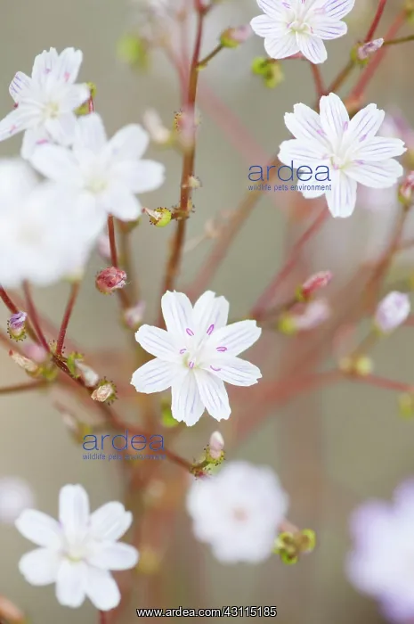 : Lewisia columbiana, Columbian lewisia, White, Perennial, Eve : Lewisia columbiana, Columbian lewisia, White, Perennial, Eve