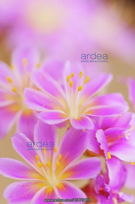 : Lewisia, Siskiyou lewisia, Lewisia Cotyledon Hybrids, close : Lewisia, Siskiyou lewisia, Lewisia Cotyledon Hybrids, close