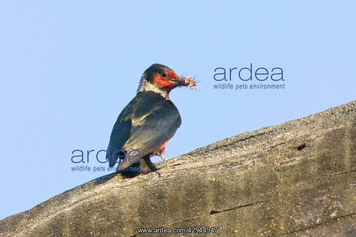  : Lewis's Woodpecker
