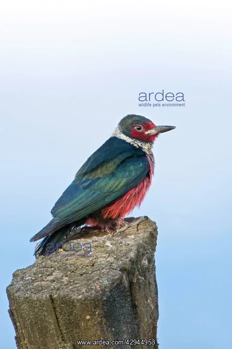  : Lewis's Woodpecker