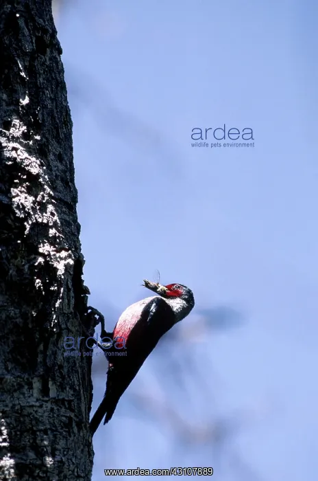 : Lewis's Woodpecker : Lewis's Woodpecker