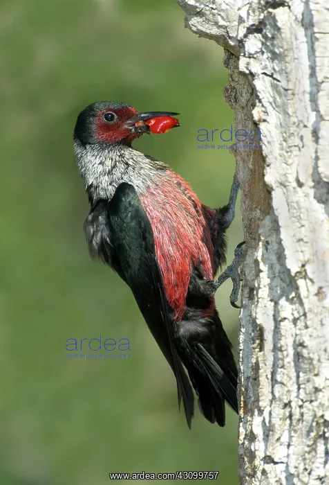 : Lewis's Woodpecker with fruit in beak : Lewis's Woodpecker with fruit in beak