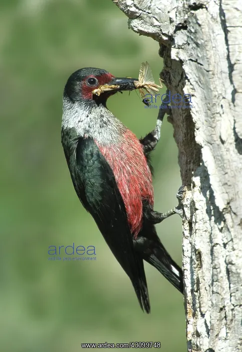 : Lewis's Woodpecker, grasshoppers in beak : Lewis's Woodpecker, grasshoppers in beak