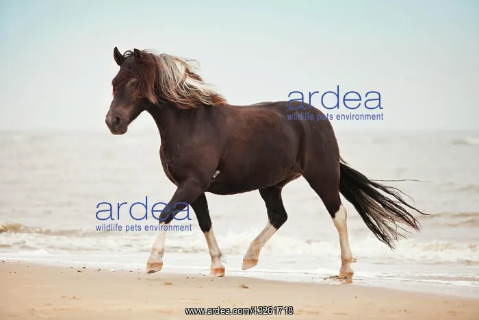 : Lewitzer gelding, pony, running at a trot while : Lewitzer gelding, pony, running at a trot while