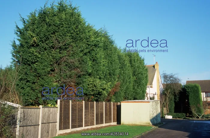  : Leylandii - tall hedge