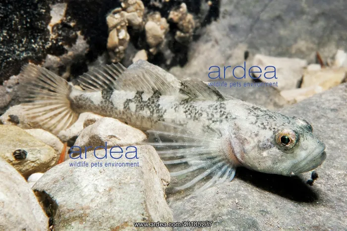 : Lez sculpin (Cottus petiti) endemic to the river : Lez sculpin (Cottus petiti) endemic to the river